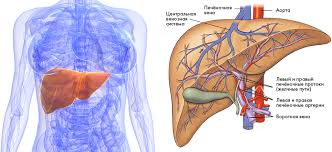 печень .jpg